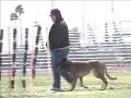 K9 Defense - AZ PSA Trial