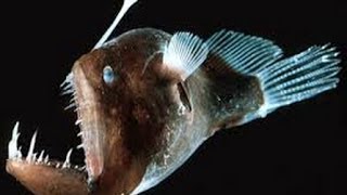 Dünyanın En Tuhaf ve Ürkütücü Balığı