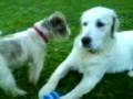 videos de cachorro goldel retriever