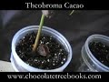 Baby Chocolate Trees! Baby Chocolate Trees!