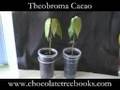 Baby Chocolate Trees!