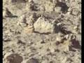 Ver Video