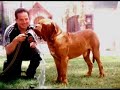 Dogo de Burdeos, Axcel du Mont Rouge Dogue de Bordeaux Dogo de Burdeos, Axcel du Mont Rouge Dogue de Bordeaux