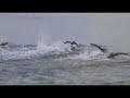 2008 ITU Junior World Championship Highlights
