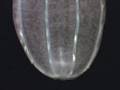 jelly fish magic