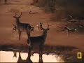 Wild Dogs and Waterbucks 25-6-2008 Wild Dogs and Waterbucks 25-6-2008