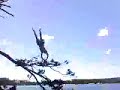 Tree Dive Tree Dive