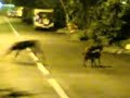 Dogdom - Part 1