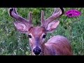 Big Whitetail Buck in Velvet July 24 2008 ONLY on HawgNSons