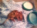 Mouse dying taking it's last breath. Not very nice.