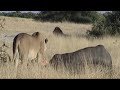 Lioness eating an elephant