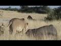 Lioness eating an elephant