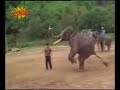 Olifant 