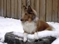 rescued-rough-collie