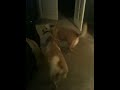 Mutt Figth #3