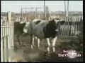 Bad day on the farm