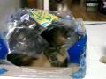 videos de Henry & Little Guy