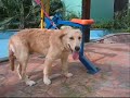 Dino the Golden Retriever - Walking Back to Happiness
