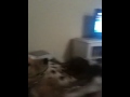 Moki and Gringo Fighting