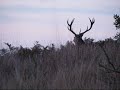 Red Deer at Richmond Park Red Deer at Richmond Park