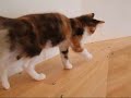 maine coon kitten メインクーンの子猫