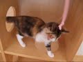Maine coon kitten ????????? Maine coon kitten ?????????