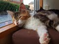 maine coon kitten メインクーンの子猫