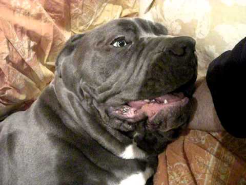 mastiff