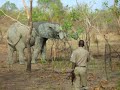 Ghana Elphant and Poacher...no, it\ Ghana Elphant and Poacher...no, it\