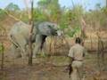 Ghana Elphant and Poacher...no, official Guide