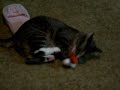 Pippy, the Kracknip Kitty Pippy, the Kracknip Kitty