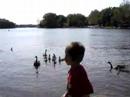 Luke Feeding the Geese Luke Feeding the Geese