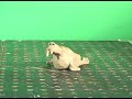 Walrus Test 1 Walrus Test 1