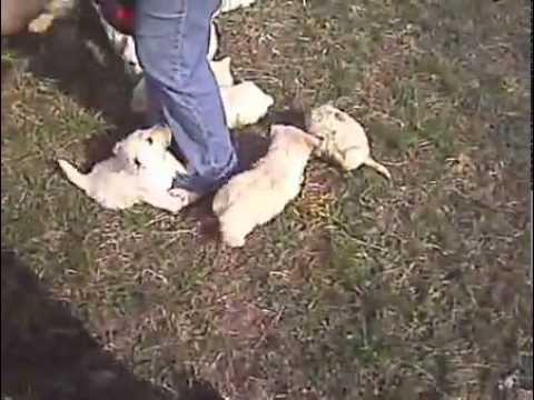 Indiana AKC southcentral champion bloodlines