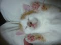 cute kitten very funny