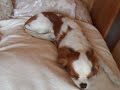 chat chien aspirateur