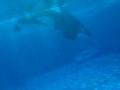 Tillikum 8-20-09