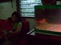 kuhakus koi aquarium set-up with new Jebo overhead filter