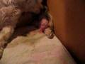 Beyaz giving birth for Rocco - 1 