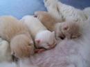 kittens cattery Chivers