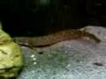 videos de Polypterus ornatipinnis  Bichir Fish