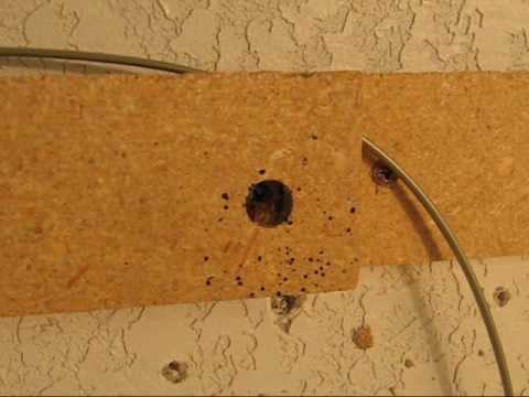 how to locate bed bugs