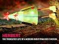 Herbert - Truncated Life of a Modern Industrialised Chicken Herbert - Truncated Life of a Modern Industrialised Chicken