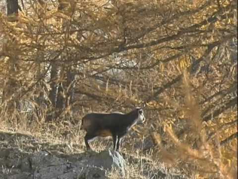 tra-i-camosci-delle-alpi
