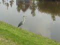 Reiger hupt over