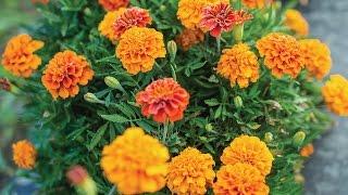 Burpee’s 'Triple Treat' Marigold