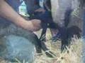 Sheep Giving Birth to Triplets