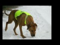 2010 Rhodesian ridgeback winter clip