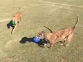 Birmingham Greyhounds Birmingham Greyhounds