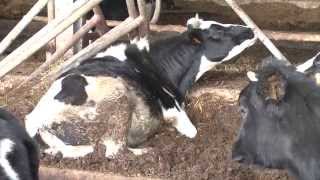 La filiera del latte